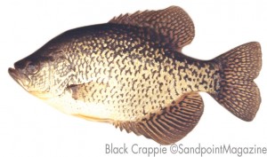 Black Crappie