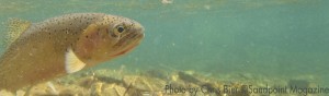 caught Trout by Chris Bier