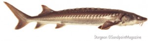 sturgeon