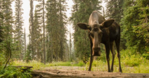 not a happy moose