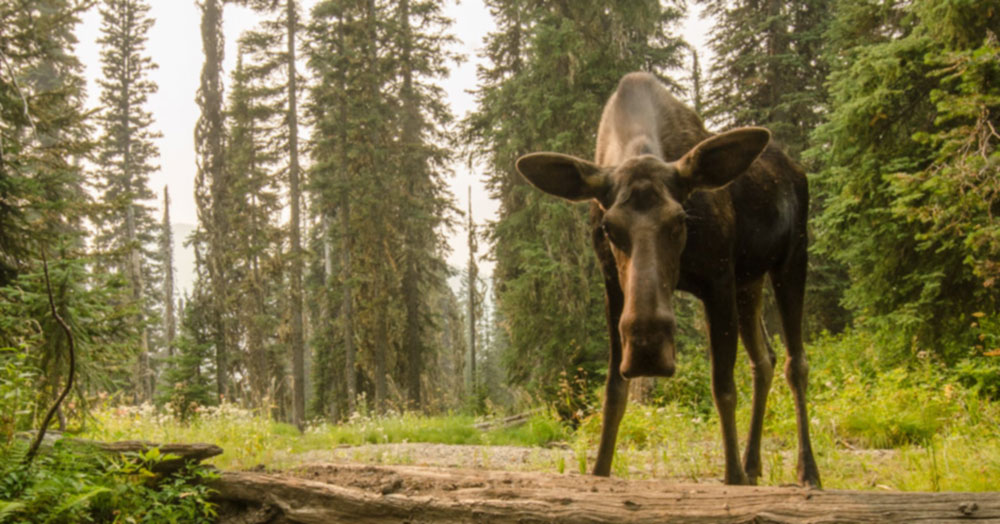 not a happy moose