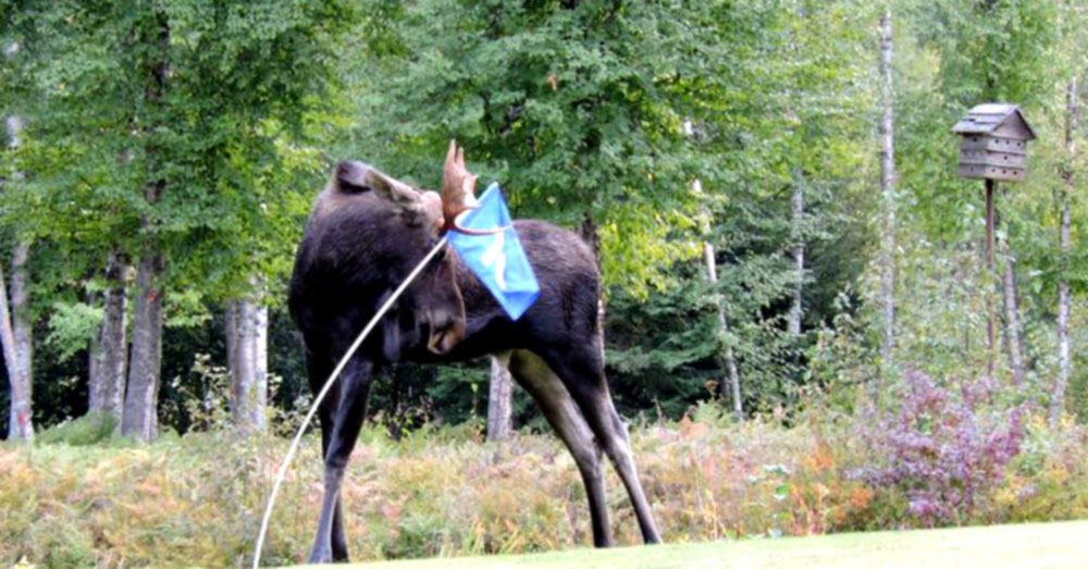 birdied moose