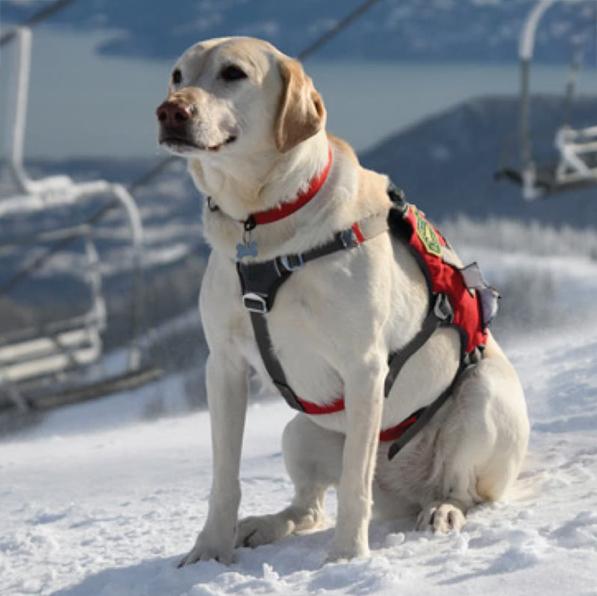 Annie the avalanche dog