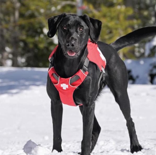 Maisie the avalanche dog