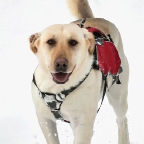 Murphy the avalanche dog