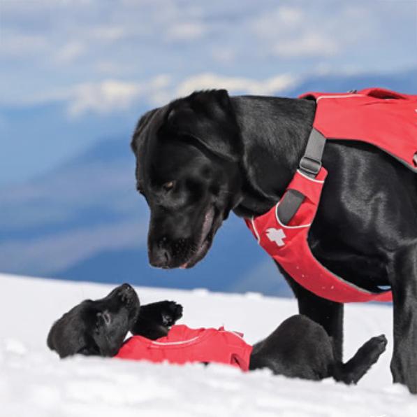 Reba the avalanche dog