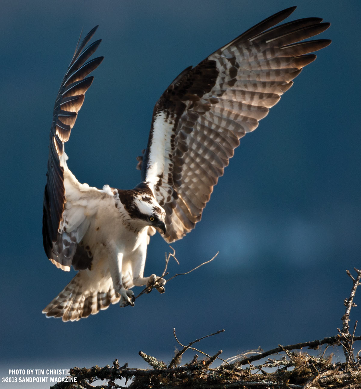 Fish Hawk or Osprey · Audubon's Birds of America