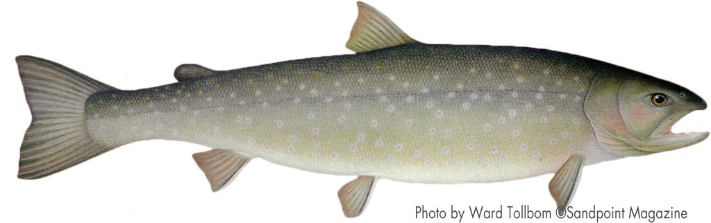 Bull trout by Ward Tollbom