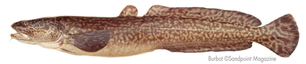 Burbot: BC's Freshwater Cod - Freshwater Fisheries Society of BC
