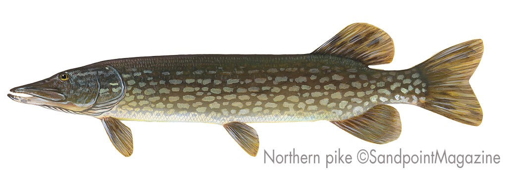 Northern Pike