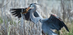 Great Blue Heron by Steve Jamsa