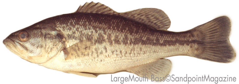 Largemouth-Bass