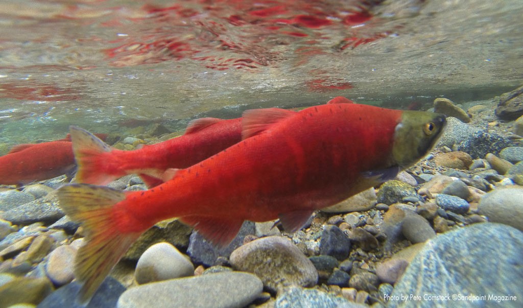 Kokanee by Pete Comstock