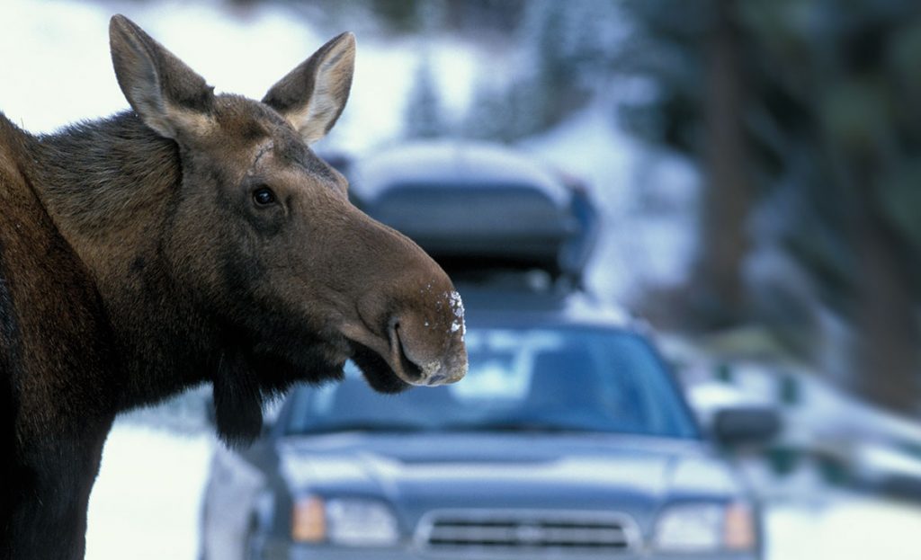 Urban moose - The good life in the city - Sandpoint Magazine