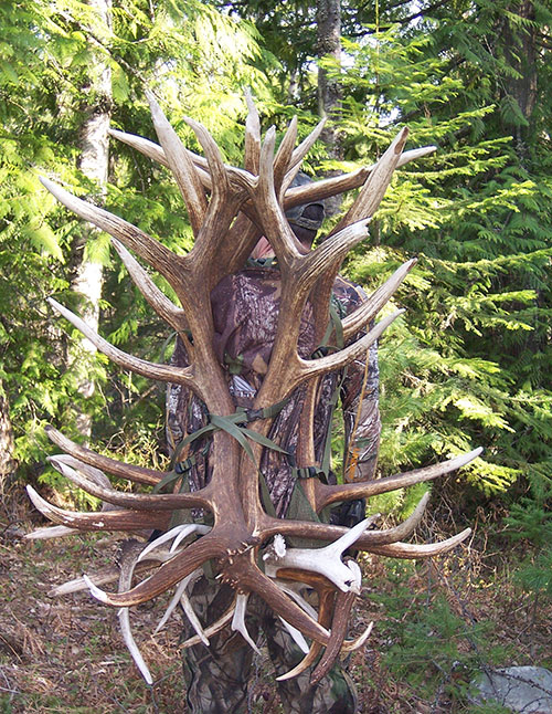 Thrill of the shed hunt - Sandpoint Magazine