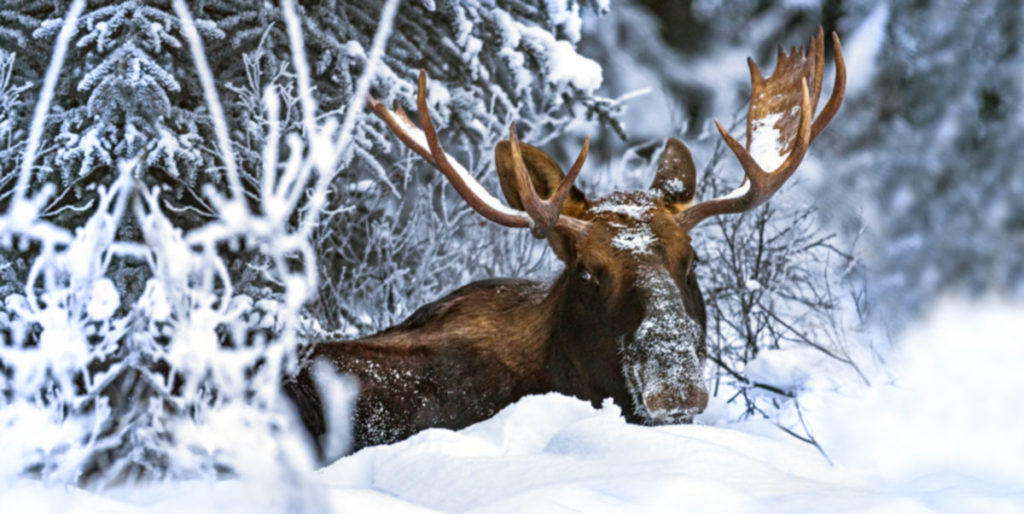 Bull moose in sandpoint idaho