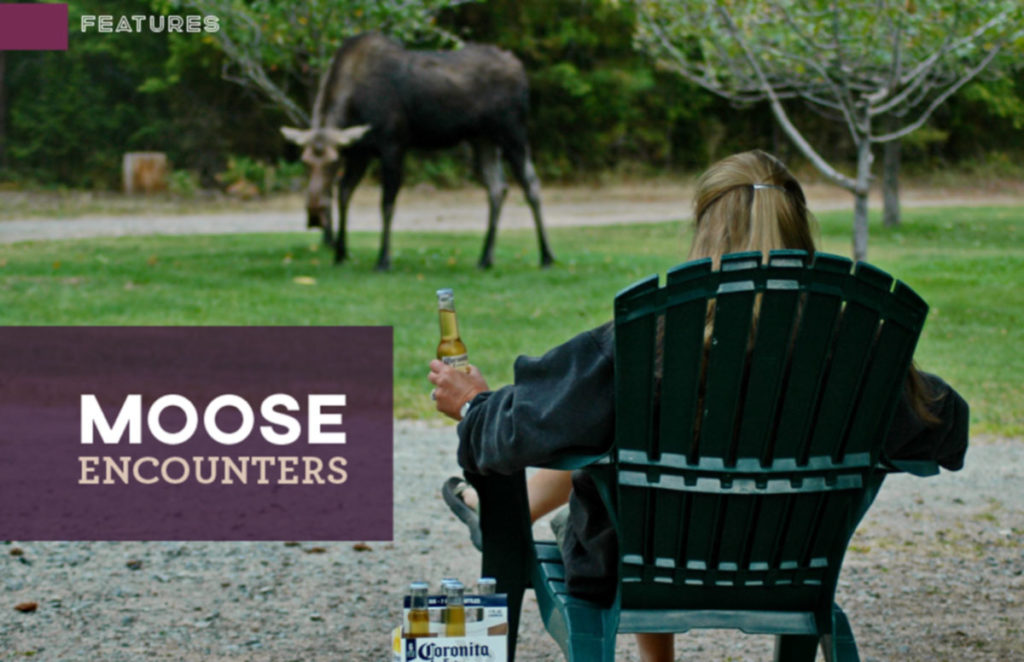 Moose in Sandpoint