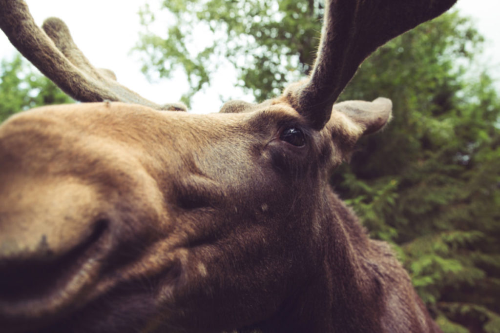 Moose up close