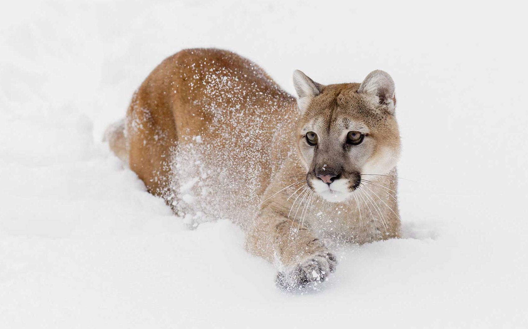 What is the difference in mountain lions and bobcats?